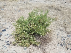 Heterotheca oregona