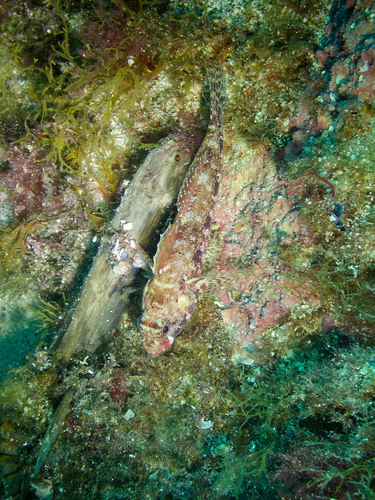 Photo of Red-mouthed goby (Gobius cruentatus)