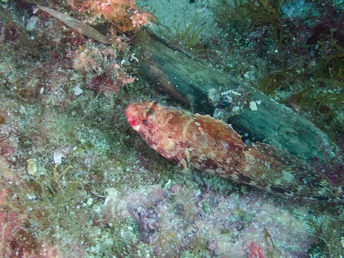 Photo of Red-mouthed goby (Gobius cruentatus)