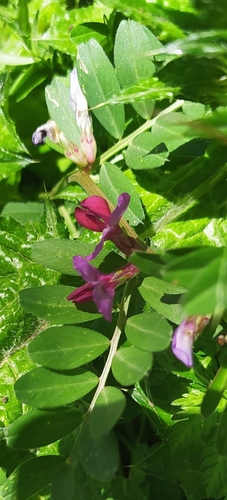 Common Vetch