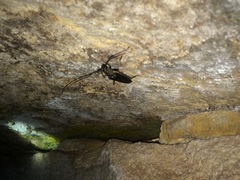 Juiaparus batus
