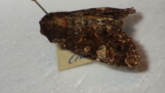 Apamea rubrirena