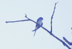 Hemiprocne coronata