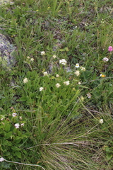 Valeriana alpestris