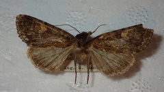 Apamea rubrirena