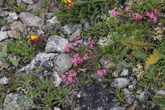 Asperula cristata