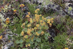 Alchemilla caucasica