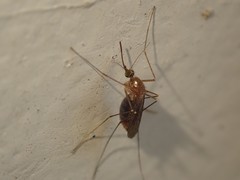Culex pipiens