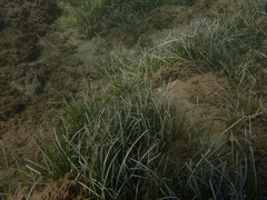 Cymodocea nodosa
