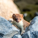 Kodiak Island Stoat - Photo (c) Julius Simonelli, some rights reserved (CC BY-NC), uploaded by Julius Simonelli