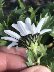 Leucanthemum halleri