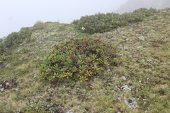 Rhododendron caucasicum