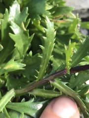Leucanthemum halleri