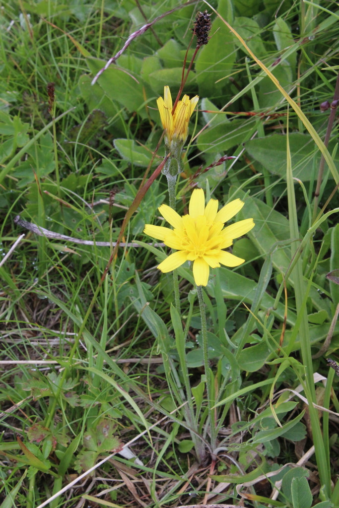 Scorzonera meyeri