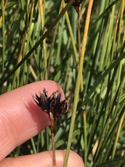 Juncus jacquinii