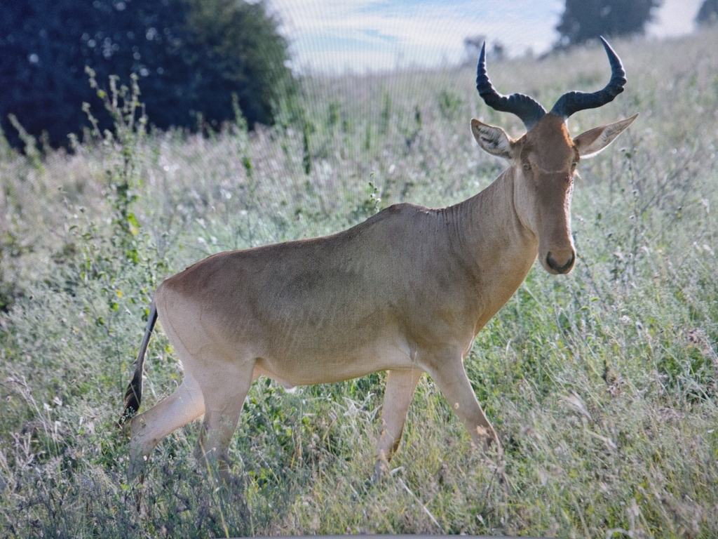 Coke’s hartebeest, Bomas, Nairobi, Kenya, photographed by Inge Aasgaard