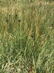 Juncus jacquinii