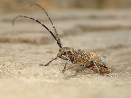 Black Pine Sawyer Beetle