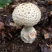 Amanita Sect. Roanokenses - Photo (c) Sigrid Jakob, some rights reserved (CC BY-NC), uploaded by Sigrid Jakob