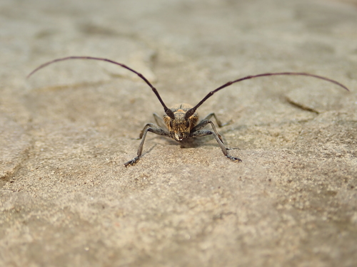 Black Pine Sawyer Beetle, Charlottenburg-Wilmersdorf, Berlin, Germany, photo 6 of 10