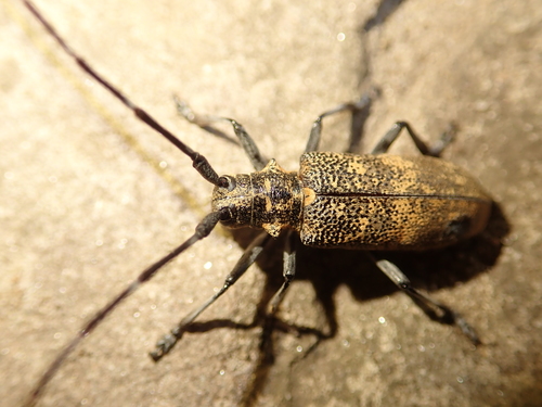 Black Pine Sawyer Beetle