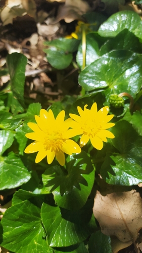 Ficaria verna ficariiformis