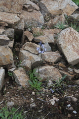 Veronica gentianoides