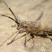 Black Pine Sawyer Beetle - Photo (c) Alexis, some rights reserved (CC BY), uploaded by Alexis