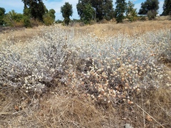 Eriogonum wrightii trachygonum