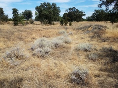 Eriogonum wrightii trachygonum