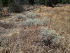 Eriogonum wrightii trachygonum
