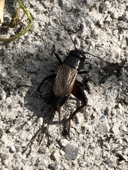Gryllus pennsylvanicus