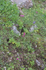 Pedicularis nordmanniana