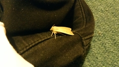 Mythimna unipuncta