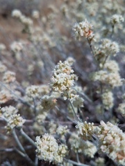 Eriogonum wrightii trachygonum