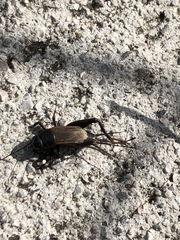 Gryllus pennsylvanicus