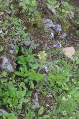 Pedicularis sibthorpii