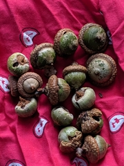 Callirhytis quercusoperator