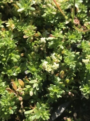 Galium megalospermum