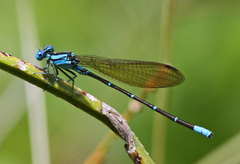 Argia rhoadsi