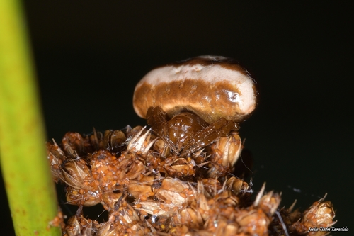 White-banded Bird-dropping Spider