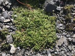 Galium megalospermum