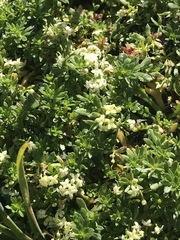Galium megalospermum