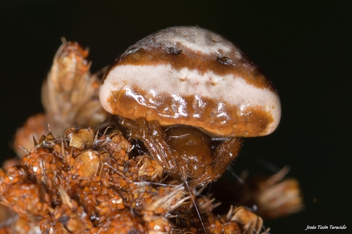 White-banded Bird-dropping Spider