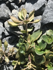 Noccaea rotundifolia