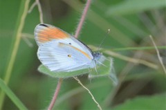 Colotis antevippe gavisa