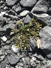 Noccaea rotundifolia