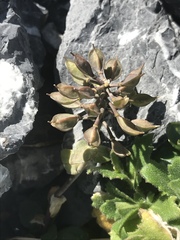 Noccaea rotundifolia