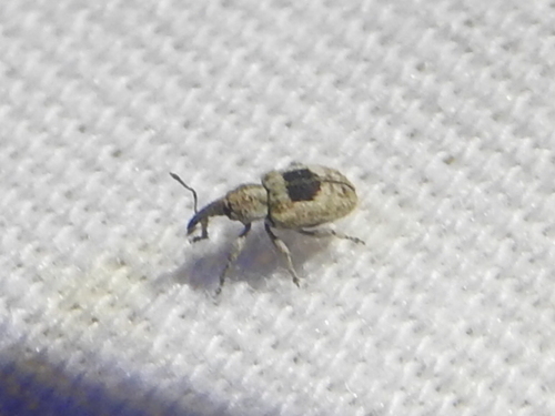 Smicronyx quadrifer