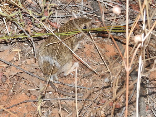 Hispid Pocket Mouse